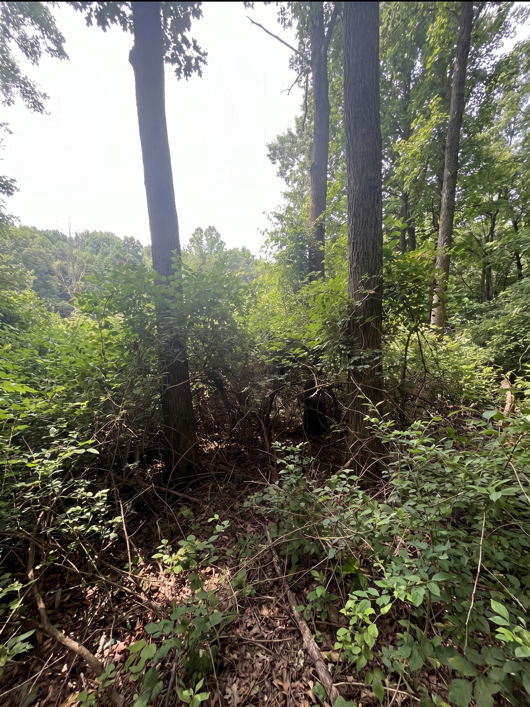Overgrown Ohio property before honeysuckle and brush removal